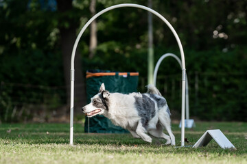 Hund im Hoopers Parcour