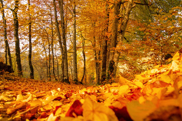 Herbst - Laub - Weg - Bäume - Ruhe