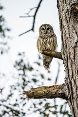Natural Owl in its forest habitat 