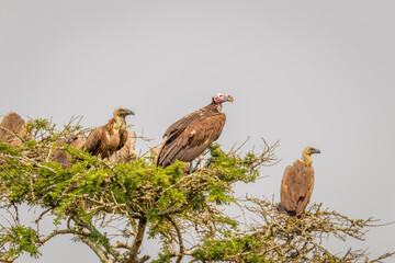 The lappet-faced vulture or Nubian vulture (Torgos tracheliotos) and White-backed vultures (Gyps africanus) in a tree, Lake Mburo National Park, Uganda.
