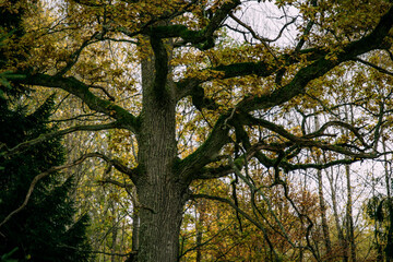trees in autumn