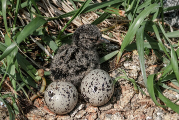 Black Oystercatcher (Haematopus bachmani) chick at Chowiet Island, Semidi Islands, Alaska, USA