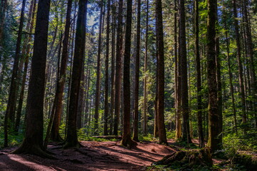 Peat bog forest Red Creek (Crveni potok)  on Tara mountain in Serbia - obrazy, fototapety, plakaty