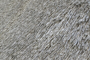 Thatched roof, Isle of Amrum, North Frisian islands, Schleswig-Holstein, Germany