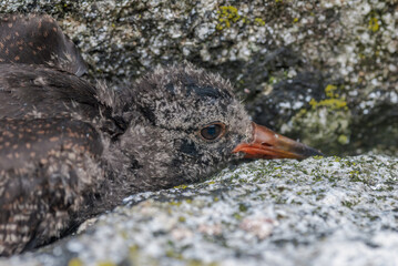 Black Oystercatcher (Haematopus bachmani) chick at Chowiet Island, Semidi Islands, Alaska, USA