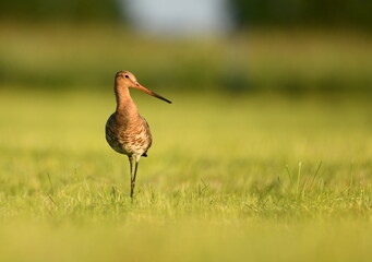 Rycyk spacerujący po łące