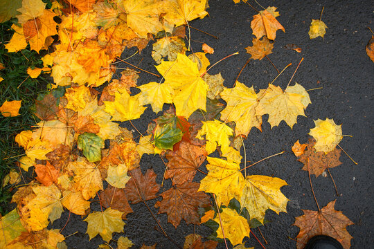 Wet fallen maple leaves on asphalt close-up