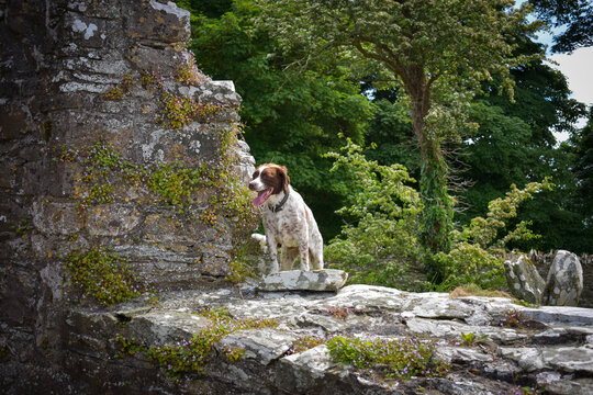 Springer Spaniel Dog at Ancient Stone Wall, Ireland