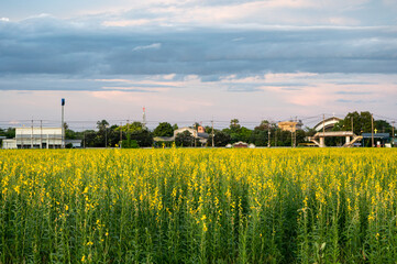 Sunn hemp, Indian hemp, Crotalaria juncea yellow blossom tropical plant with clouds on field