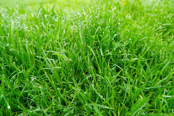 Green grass natural background texture, Lawn for the background