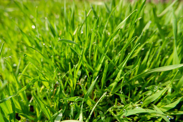 Close up of fresh thick grass with water drops in the early morn