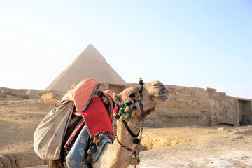 ピラミッドとラクダ