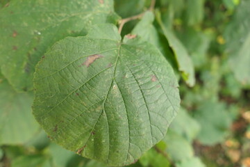 close up of a leaf