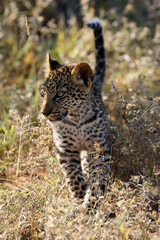 Naklejka na ściany i meble The african leopard (Panthera pardus), the cub. A young leopard walks by an illuminated colorful savannah.