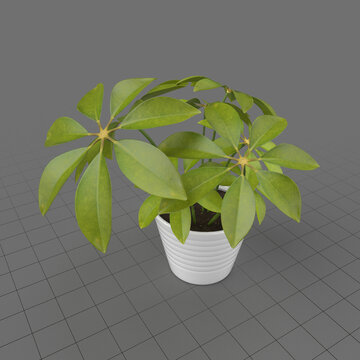 Schefflera plant in pot