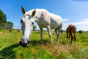 Portrait of a trotting horse on a meadow