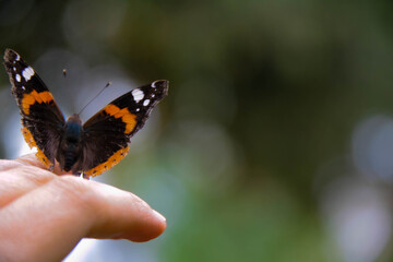 Black and red butterfly placed on human hand in the garden