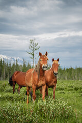 Fototapeta premium Red horses graze in the meadow against the background of the forest and mountains. Horse portrait. Wild nature, village life, province, livestock. Beautiful landscape with green grass and snowy peaks.