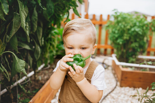 Toddler Exploring Backyard Garden And Picking Bell Peppers