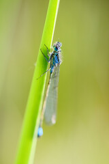 Blue-tailed Damselfly - Ischnura elegans, beautiful dragonfly from European reeds, marshes and fresh waters, Czech Republic.