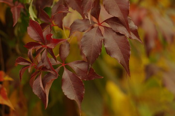 multicolored autumn leaves Virginia creeper background	