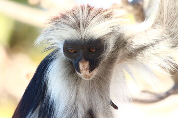 A red Colobus in close up