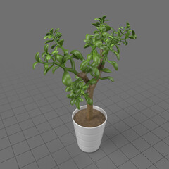 Crassula plant in pot
