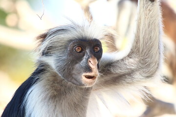 A red Colobus in close up