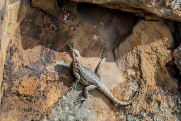 Caucasian Agama (Laudakia caucasia) in the foothills, Caucasus, Republic of Dagestan, Russia