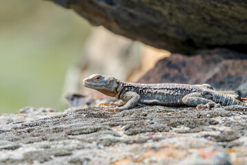 Caucasian Agama (Laudakia caucasia) in the foothills, Caucasus, Republic of Dagestan, Russia
