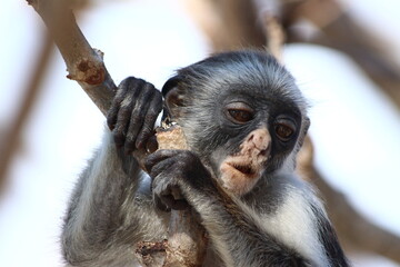 A red Colobus in close up