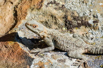 Caucasian Agama (Laudakia caucasia) in the foothills, Caucasus, Republic of Dagestan, Russia