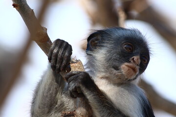 A red Colobus in close up