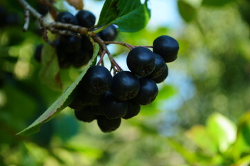 Grapes of black ashberry. Chokeberry ashberry. Autumn. September.