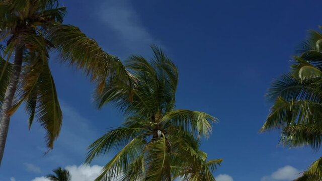 Tropical palm tree tops with blue sky in the background, bottom up view