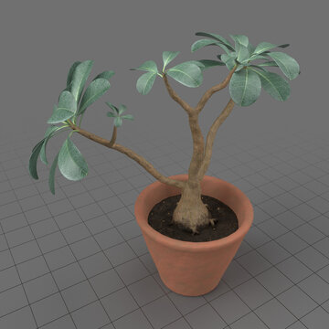 Ping bignonia in pot