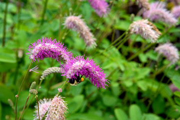 Abeille sur une Sanguisorba hakusanensis rose en plein épanouissement, capturée en gros plan dans un jardin verdoyant avec une mise au point parfaite sur les détails délicats de la fleur