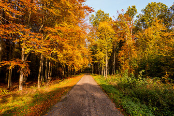 Las droga aleja jesień drzewa bory park buki olchy światło cień złota pora roku żółty...