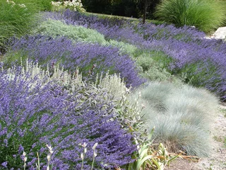 Gordijnen xeriscape garden landscape with blue fescue, lavender, artemisia and grasses © Katy
