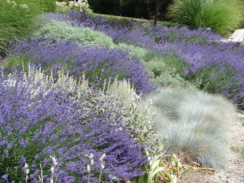 xeriscape garden landscape with blue fescue, lavender, artemisia and grasses