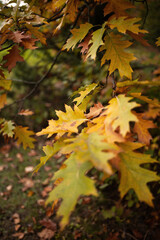 Naklejka na ściany i meble autumn oak