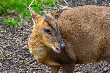 Muntjac Deer