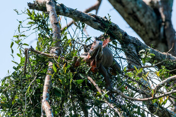 Green Iguana (Iguana iguana) in tropical forest of Papaturro River area, Nicaragua