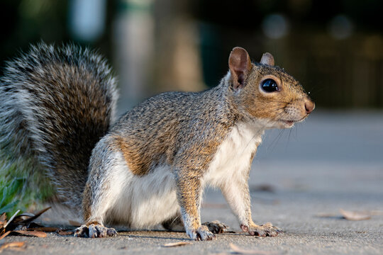 A cute squirrel pauses on a sidewalk and poses for a picture in Celebration (Orlando, Kissimmee), Florida.