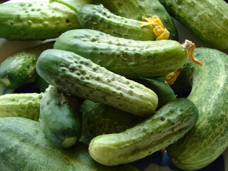 fresh green pickling cucumbers, close up