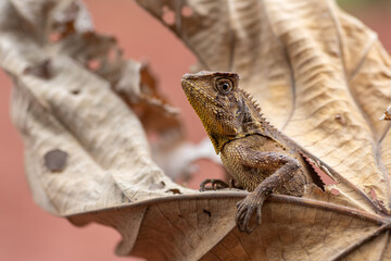 The chameleon forest dragon hides in dry leaves