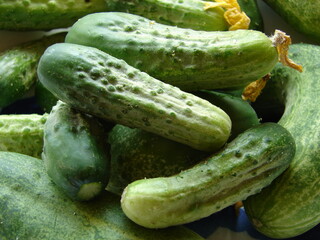 Fresh, green pickling cucumbers, close up