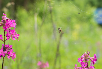 flowers in the meadow