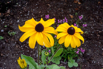 rudbeckia champs