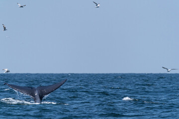 Fototapeta premium Bruda whale swimming up to the surface showing at the gulf of Thailand